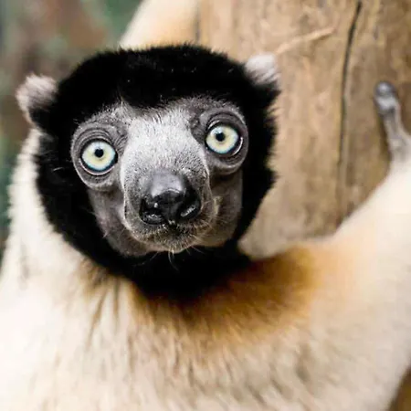 Apartament La Cigogne D'alsace 3 *