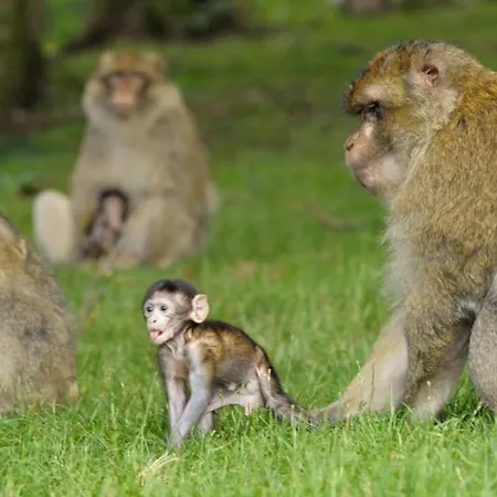 Apartament La Cigogne D'alsace 3